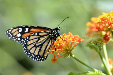 Naklejka na ściany i meble Makro motyl monarcha (Danaus plexippus)