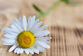 Fototapeta na wymiar Chamomile flower