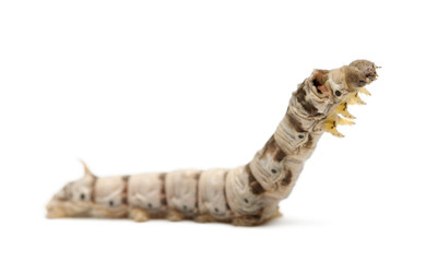 Silkworm larvae, Bombyx mori