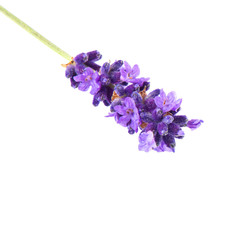 closeup of lavender plant flower