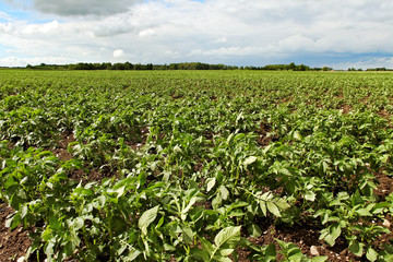 Fototapeta na wymiar Green potatoes field.