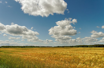 Fototapeta premium Field of barley.