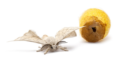 Domesticated Silkmoth next to own cocoon, Bombyx mori