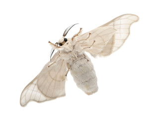Domesticated Silkmoth, Bombyx mori © Eric Isselée
