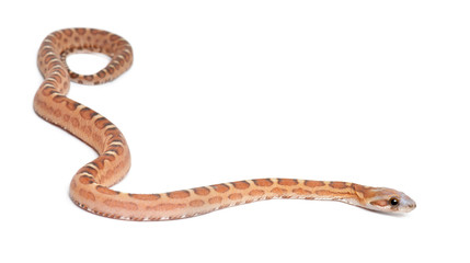 Scaleless Corn Snake, Pantherophis guttatus guttatus