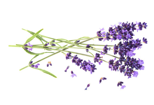Fototapeta lavender flowers isolated on white
