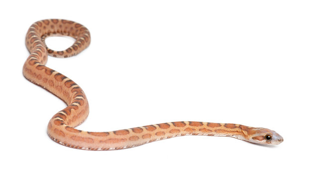 Scaleless Corn Snake, Pantherophis guttatus guttatus