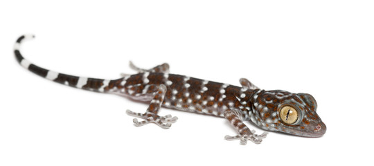 Tokay Gecko, Gekko gecko, portrait against white background