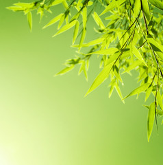 Fototapeta na wymiar Świeże liści bambusa granicę