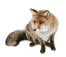 Fototapeta premium Old Red fox, Vulpes vulpes, 15 years old, sitting against white
