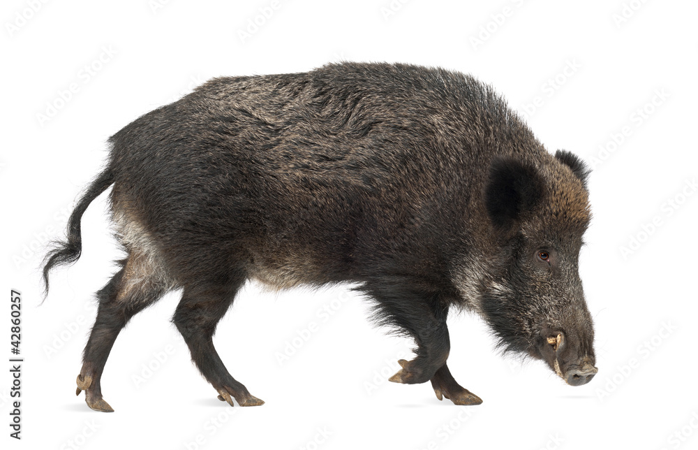 Wall mural wild boar, also wild pig, sus scrofa, 15 years old