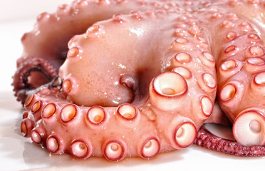 Detalle de tentáculos.