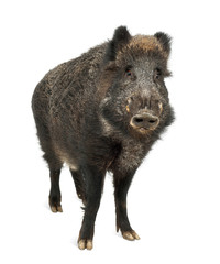Wild boar, also wild pig, Sus scrofa, 15 years old