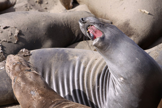 Seeelefanten-Kolonie am Highway 1