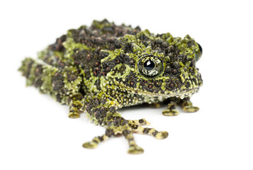 Fototapeta premium Mossy Frog, Theloderma corticale, also known as a Vietnamese Mos