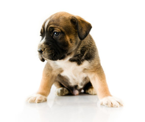 puppy Boxer in front of white background