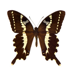 brown butterfly isolated on white background