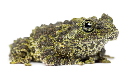 Mossy Frog, Theloderma corticale