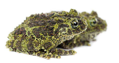 Two Mossy Frogs, Theloderma corticale, also known as a Vietnames