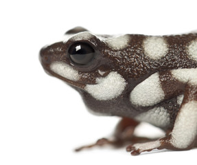 Maranon Poison Frog or Rana Venenosa, Ranitomeya myster