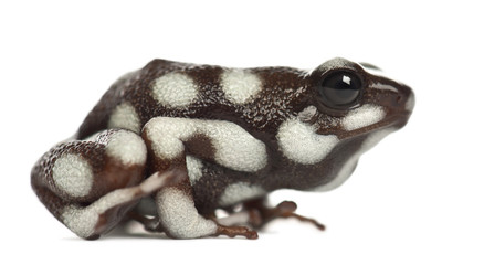 Naklejka premium Maranon Poison Frog or Rana Venenosa, Ranitomeya myster