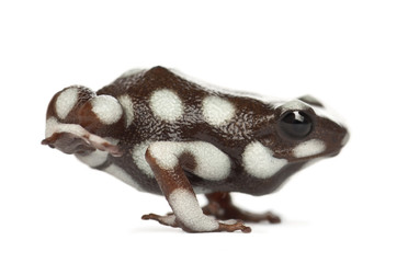 Maranon Poison Frog or Rana Venenosa, Ranitomeya myster