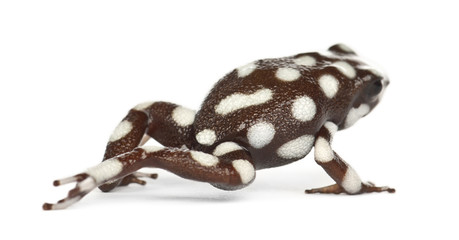 Maranon Poison Frog or Rana Venenosa, Ranitomeya myster