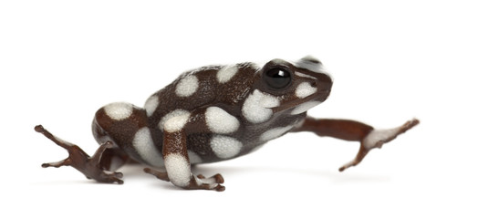 Maranon Poison Frog or Rana Venenosa, Ranitomeya myster