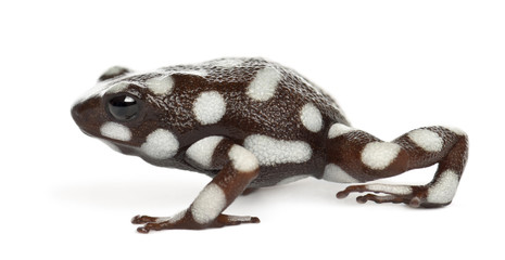 Maranon Poison Frog or Rana Venenosa, Ranitomeya myster