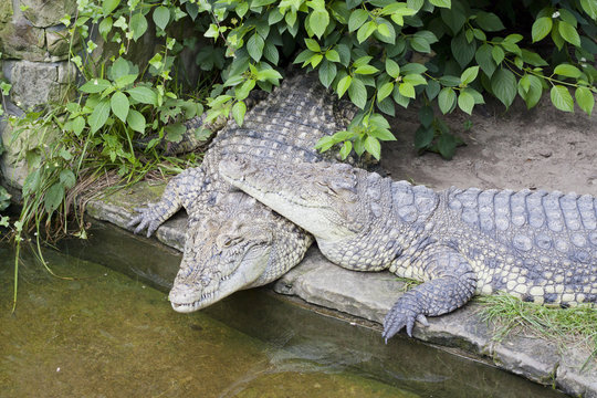 Two crocodiles fallen in love