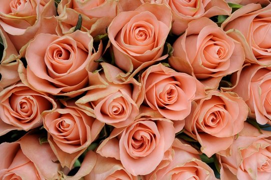 Różowe róże © kukuryku