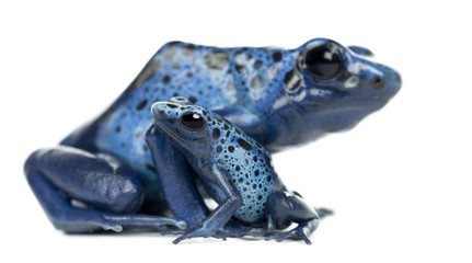 Female Blue and Black Poison Dart Frog with young