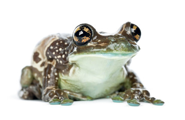 Fototapeta premium Amazon Milk Frog, Trachycephalus resinifictrix