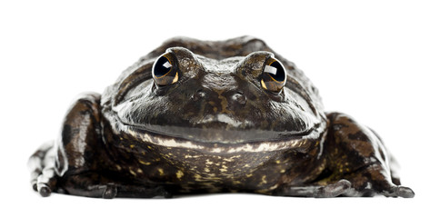 American bullfrog or bullfrog, Rana catesbeiana - obrazy, fototapety, plakaty