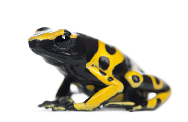 Yellow-Banded Poison Dart Frog