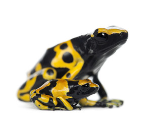 Yellow-Banded Poison Dart Frogs