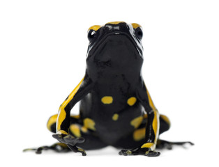 Yellow-Banded Poison Dart Frog