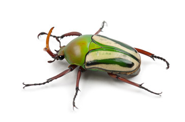 Male Flamboyant Flower Beetle or Striped Love Beetle