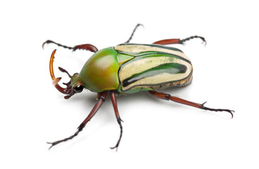 Male Flamboyant Flower Beetle or Striped Love Beetle