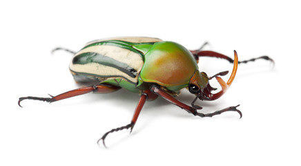 Male Flamboyant Flower Beetle or Striped Love Beetle