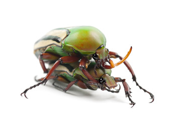 Mating Flamboyant Flower Beetles or Striped Love Beetle