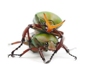 Mating Flamboyant Flower Beetles or Striped Love Beetle