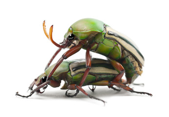 Mating Flamboyant Flower Beetles or Striped Love Beetle