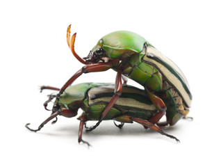 Mating Flamboyant Flower Beetles or Striped Love Beetle