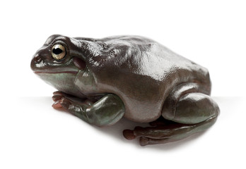 Obraz premium Australian Green Tree Frog