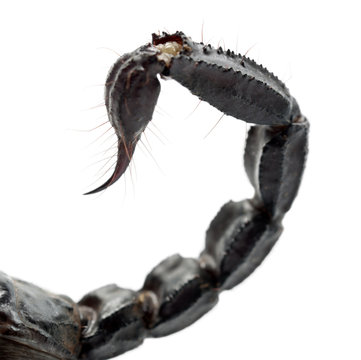 Emperor Scorpion, Pandinus imperator, close up of tail against w