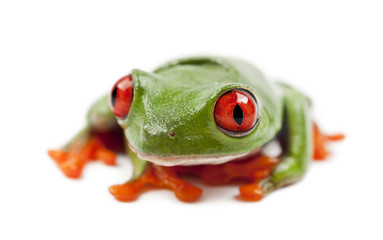 Red-eyed Treefrog, Agalychnis callidryas