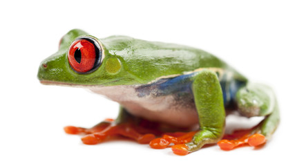 Red-eyed Treefrog, Agalychnis callidryas