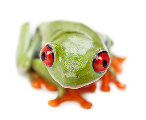 Red-eyed Treefrog, Agalychnis callidryas, portrait and close up