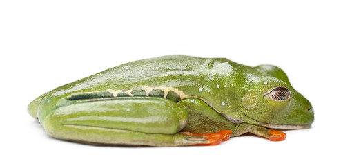 Obraz premium Red-eyed Treefrog, Agalychnis callidryas